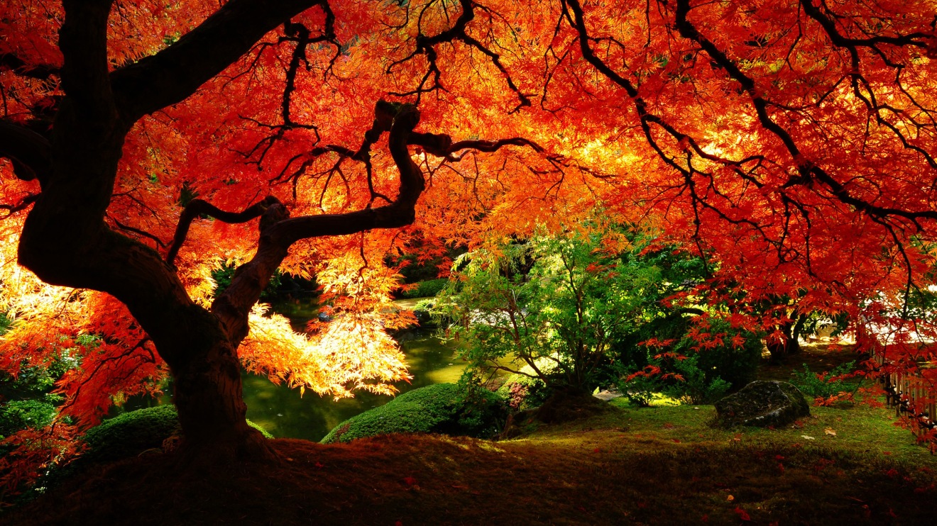 Японский клен Орегон. Природа. Природа осень. Красное дерево.